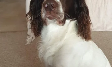 English Springer Spaniel - Dogs