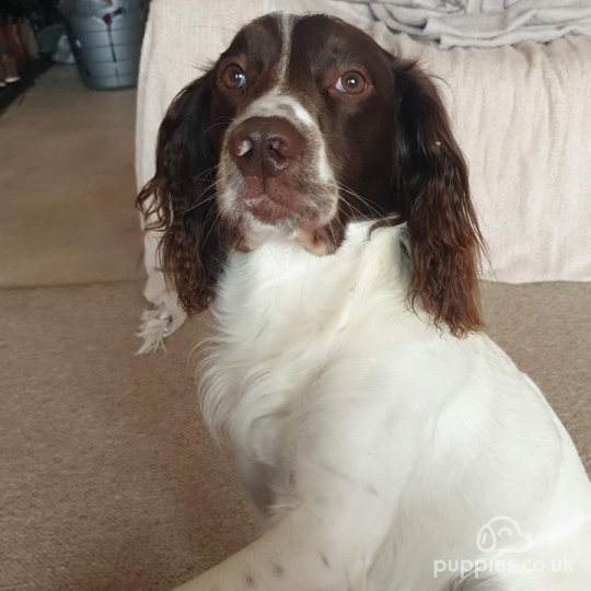 English Springer Spaniel - Dogs