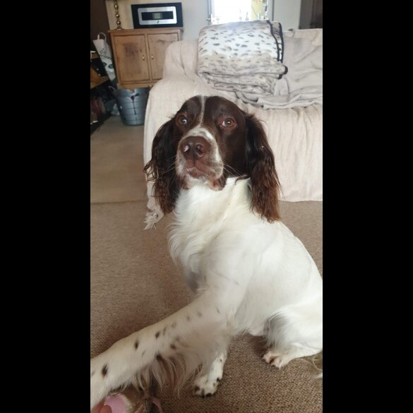 English Springer Spaniel - Dogs