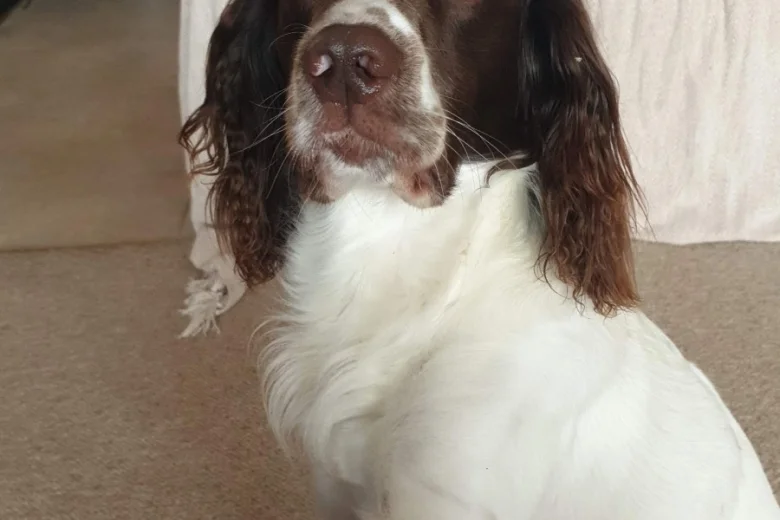 English Springer Spaniel - Dogs