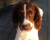 English Springer Spaniel - Dogs