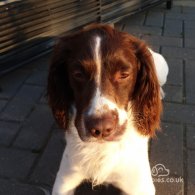 English Springer Spaniel - Dogs