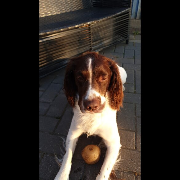 English Springer Spaniel - Dogs