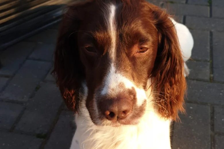 English Springer Spaniel - Dogs
