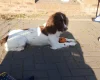English Springer Spaniel - Dogs