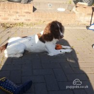 English Springer Spaniel - Dogs