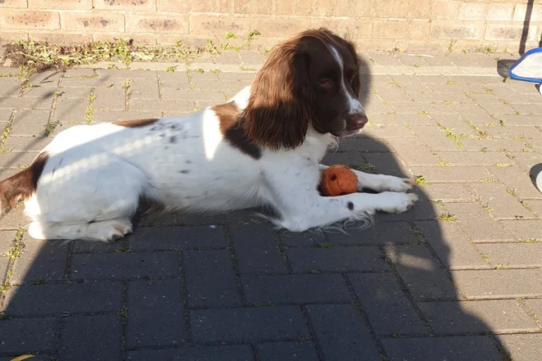 English Springer Spaniel - Dogs