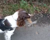 English Springer Spaniel - Dogs