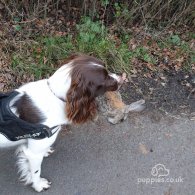 English Springer Spaniel - Dogs