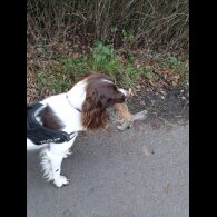 English Springer Spaniel - Dogs