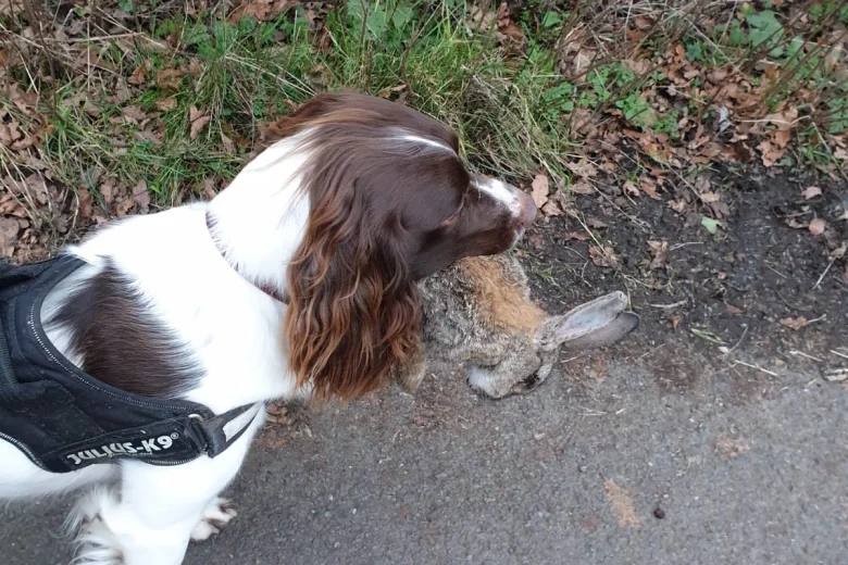 English Springer Spaniel - Dogs