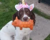 English Springer Spaniel - Dogs