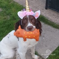 English Springer Spaniel - Dogs