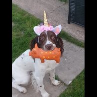 English Springer Spaniel - Dogs