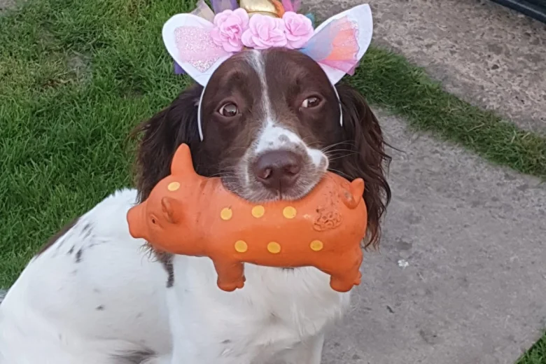 English Springer Spaniel - Dogs