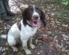 English Springer Spaniel - Dogs