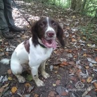 English Springer Spaniel - Dogs