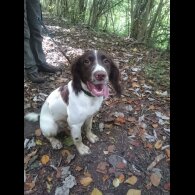 English Springer Spaniel - Dogs