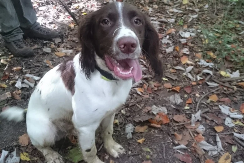 English Springer Spaniel - Dogs