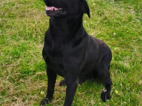 Labrador Retriever