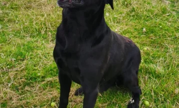 Labrador Retriever