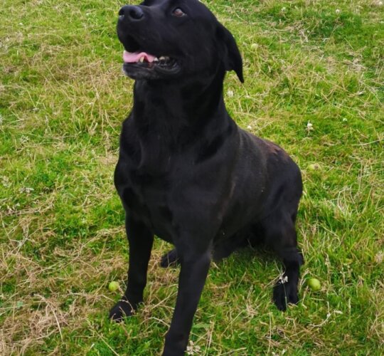 Labrador Retriever