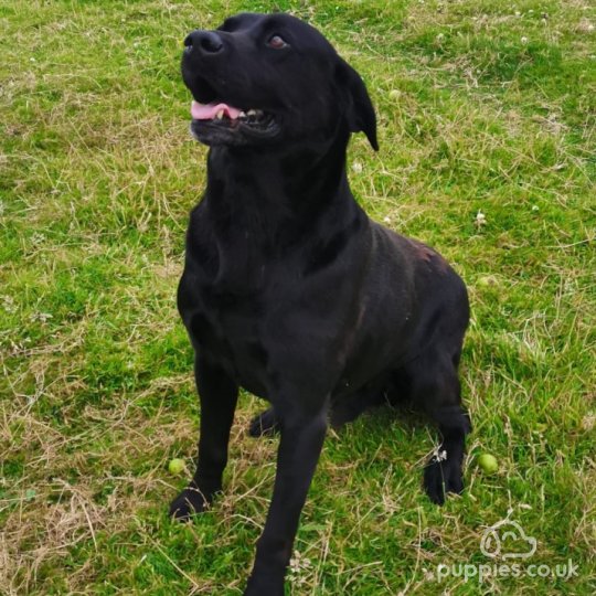 Labrador Retriever