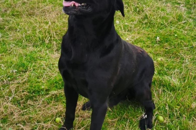 Labrador Retriever