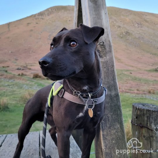 Patterdale Terrier