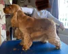 Cocker Spaniel (Show)