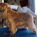 Cocker Spaniel (Show)