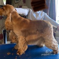 Cocker Spaniel (Working & Show)