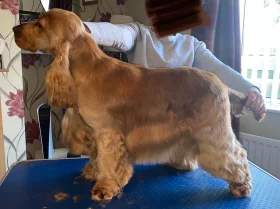 Cocker Spaniel (Show)