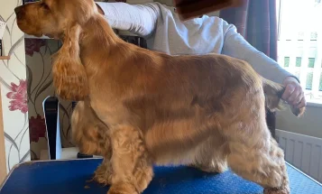 Cocker Spaniel (Show)