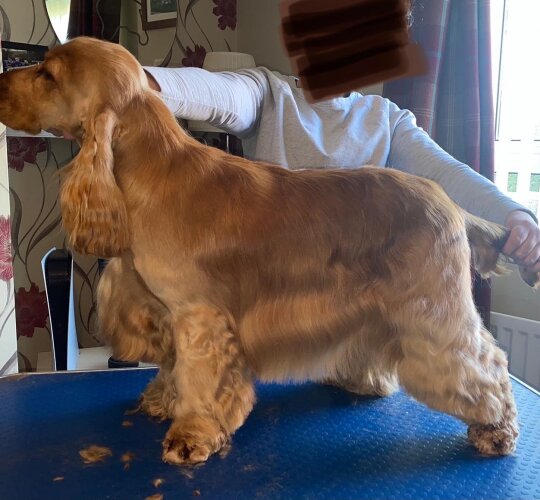 Cocker Spaniel (Working &amp; Show)