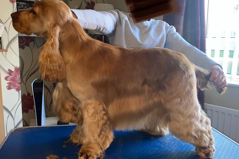 Cocker Spaniel (Show)