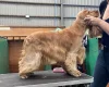 Cocker Spaniel (Show)