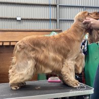 Cocker Spaniel (Working & Show)