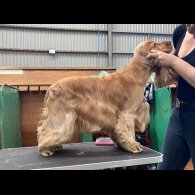 Cocker Spaniel (Working &amp; Show)