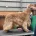 Cocker Spaniel (Show)