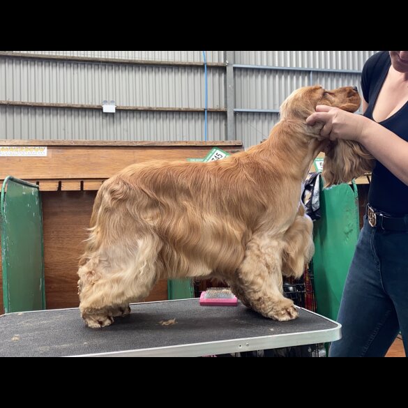 Cocker Spaniel (Working &amp; Show)