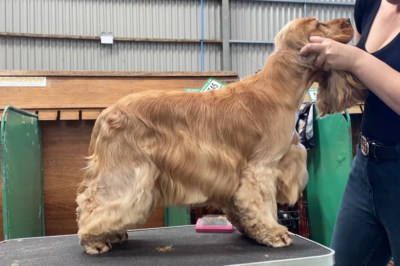 Cocker Spaniel (Show)