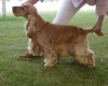Cocker Spaniel (Show)