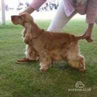 Cocker Spaniel (Working & Show)