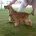 Cocker Spaniel (Show)