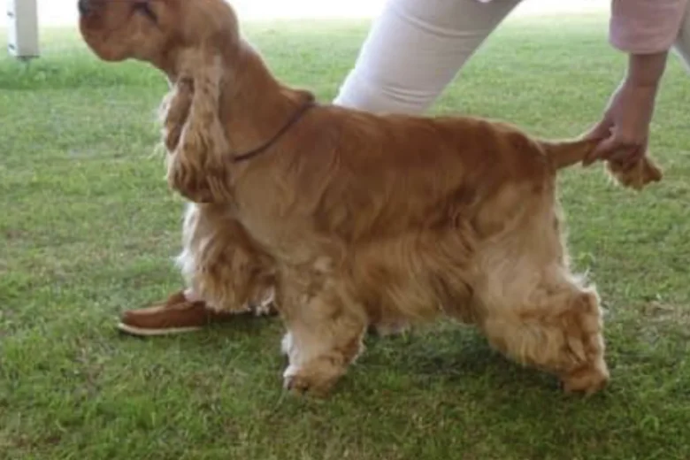 Cocker Spaniel (Show)