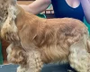 Cocker Spaniel (Show)