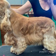 Cocker Spaniel (Working & Show)