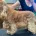 Cocker Spaniel (Show)