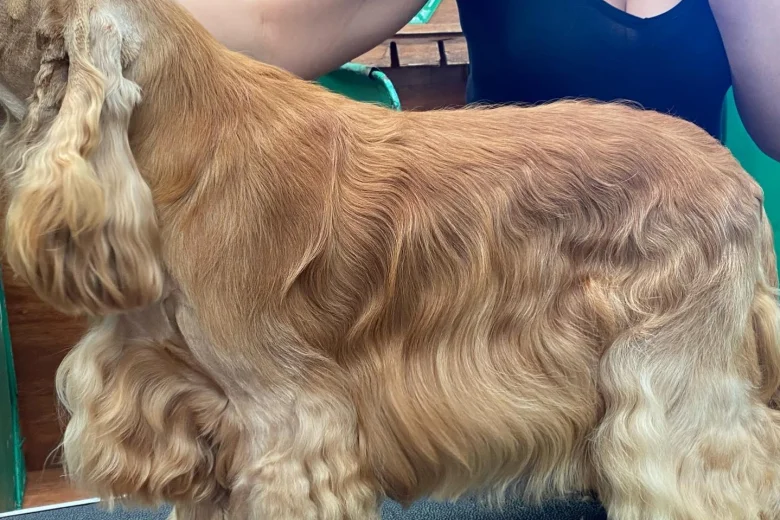 Cocker Spaniel (Show)
